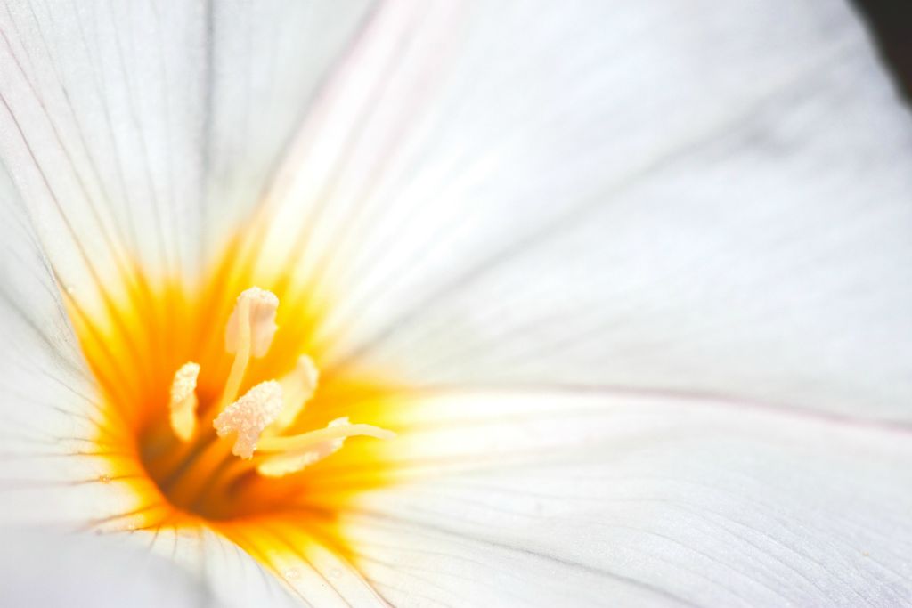 Close-up of feathery stamens in a white ornamental in our front yard Dynnyrne TAS, Australia